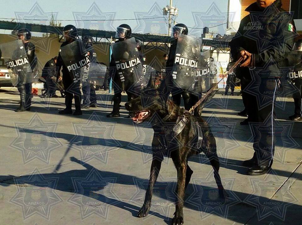 Entrenan policias caninos y da resultado en Apizaco